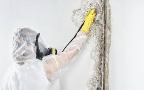 Best HVAC Mold Inspection and Cleaning  in Chandler, AZ